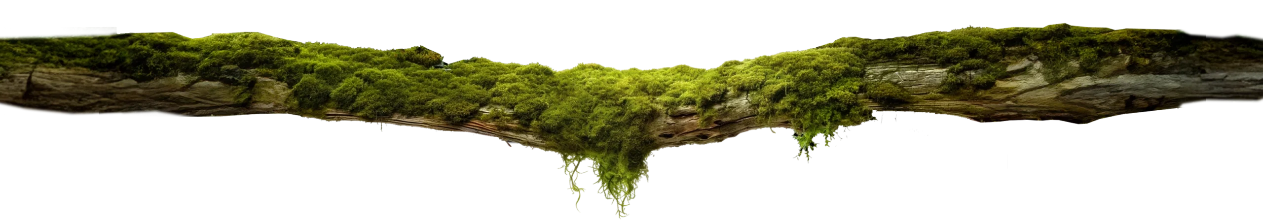 MGCS_Moss_Footer_Creative_Studio_FT